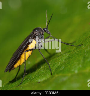 Sciara hemerobioides voler. Un fly avec un abdomen jaune. En famille Sciaridae mouches à ailes sombres sont des terreaux Banque D'Images