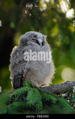 Jeune mignon de Long-eared Owl Waldohreule / ( Asio otus ) se situe très haut dans un arbre comme un petit bouddha, a l'air drôle. Banque D'Images