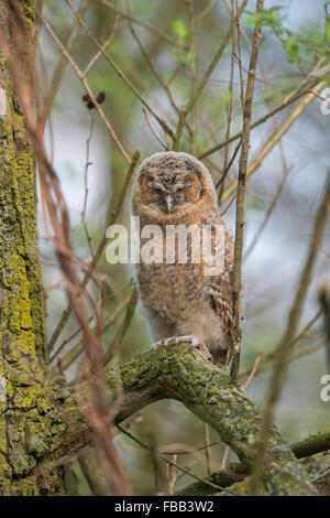 Jeune de Tawny Owl / Waldkauz ( Strix aluco ) est assis haut dans un arbre tente de se cacher en fermant les yeux, la faune, l'Europe. Banque D'Images