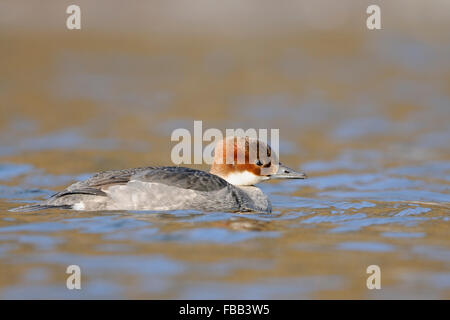 Femme Zwergsaeger / Yéti ( Mergellus albellus ) nage sur l'eau libre de glace, froid de l'hiver, la faune, l'invité de l'Allemagne. Banque D'Images