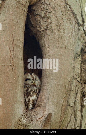 Waldkauz Chouette hulotte Strix Aluco enr / ( ) dans le trou de l'arbre naturel, à la recherche jusqu'à la Sky pour la sécurité, l'Allemagne, la faune. Banque D'Images