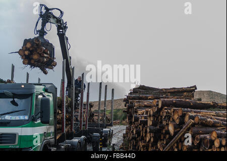 Ballydehob, Irlande. 13 Jan, 2016. Le conducteur d'un camion transportant du journal de Brosnan charges Transport Epicéa de Sitka (conifères) de l'Office des forêts de Ballydehob à l'exportation vers l'Angleterre. Cela fait partie d'un plan d'année clearfell 4 à 250 ha. Credit : Andy Gibson/Alamy Live News. Banque D'Images