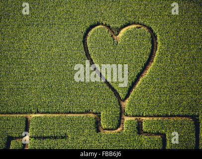 Vue aérienne, coeur dans le champ de maïs, labyrinthe de maïs dans un champ de maïs à Herten, chemins dans le champ de maïs, coeur vert, forme de coeur, Banque D'Images