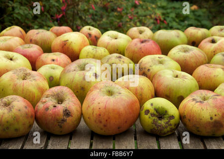 La cuisine bio des pommes, un plus grand, dégustation de la tarter cultivar fruitier "Malus domestica, sur une table de jardin en bois. Angleterre, Royaume-Uni. Banque D'Images