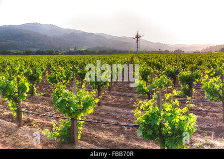 Rangée de vigne avec l'irrigation goutte-à-goutte et machine à vent, Napa Valley Californie Banque D'Images