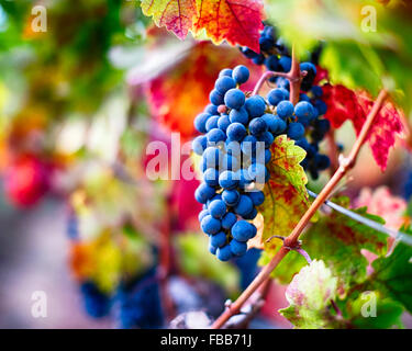 Vue d'un tas de Raisins bleus mûrs sur la vigne, Oakville, Napa Valley, Californie Banque D'Images