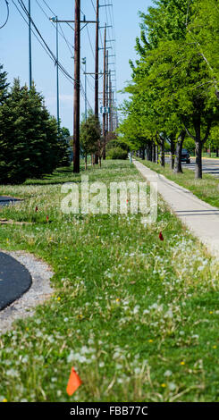 Trottoir entre poteaux d'électricité et d'arbres Banque D'Images