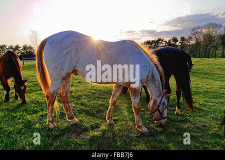 Vue rapprochée de chevaux qui broutent dans un champ, Tewksbury, New Jersey Banque D'Images