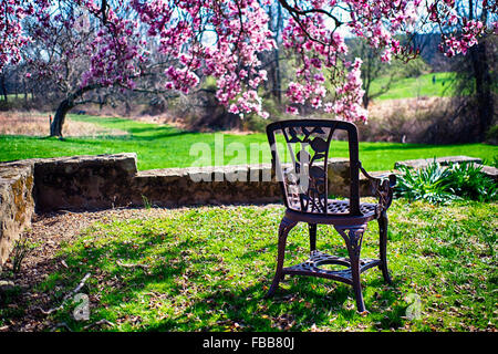 Vue rapprochée d'une chaise ancienne dans un jardin sous un arbre en fleurs Magnolia, Readington, Hunterdon Comté (New Jersey) Banque D'Images