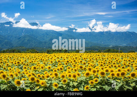 Les champs de tournesols dans la préfecture de Yamanashi, Japon Banque D'Images