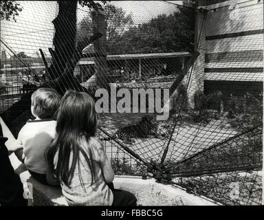 1980 - Le nouveau Lion Terrasses au Zoo de Londres : le nouveau lion d'une terrasse qui est un complexe de maisons, les boîtiers et les jardins - remplacer le vieux lion house, la maison pour les 100 ans des lions, tigres et autres grands félins. Le coût du projet a été atteint à partir de la subvention en capital faite par le Gouvernement de Sa Majesté la Reine en 1970 et un don d'environ 200 000 de Sir Charles Clore, l'un des plus grands bienfaiteurs de la société. Hier soir, le duc d'Édimbourg, Président de la Société zoologique de Londres, a reçu de Sa Majesté la Reine le Patron de la société, au Zoo de Londres lorsqu'elle a assisté à une réception pour ma Banque D'Images