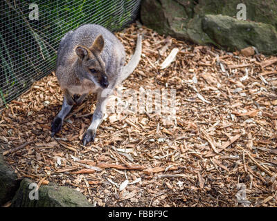 Skippy l'Australian Joey - Baby Macropod Banque D'Images