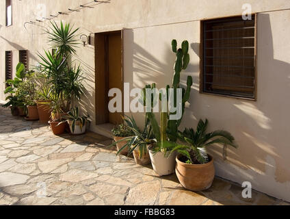 Plantes méditerranéennes à l'extérieur dans des pots en terre cuite sur une journée ensoleillée en décembre à Palma de Majorque, îles Baléares, Espagne Banque D'Images