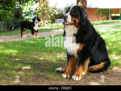Bernois, sur l'herbe Banque D'Images