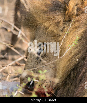 Une vue en gros plan d'un homme African lion (Panthera leo), Okavango Delta, Botswana, Africa Banque D'Images