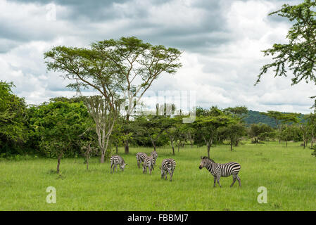 Groupe de zèbres dans le parc national du lac Mburo Ouganda Banque D'Images