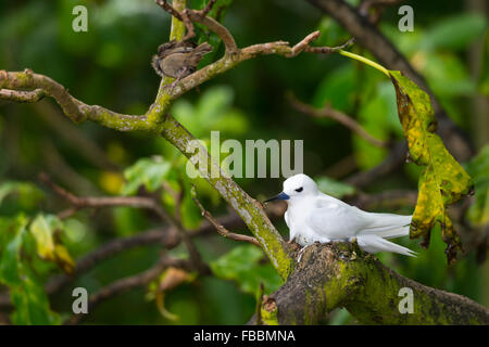 Angel Dougall. Aride, Seychelles Banque D'Images