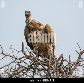 Vautour africain (Gyps africanus) haut perchées dans un arbre épineux, Chobe National Park, Botswana, Africa Banque D'Images