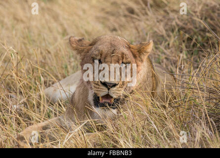 Femme african lion (Panthera leo), couché dans l'herbe haute, Okavango Delta, Botswana, Africa Banque D'Images