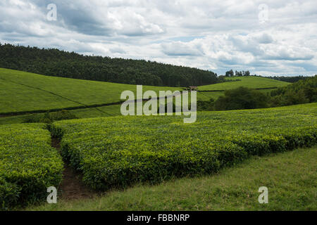 Paysage d'une plantation de thé en Ouganda, Afrique Banque D'Images