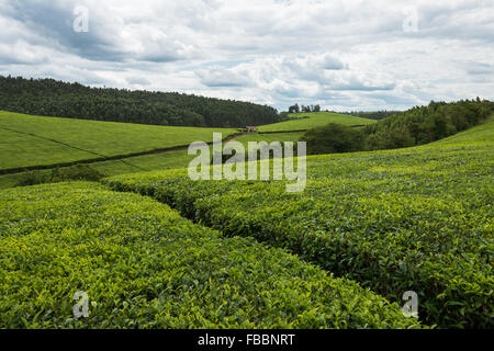 Paysage d'une plantation de thé en Ouganda, Afrique Banque D'Images