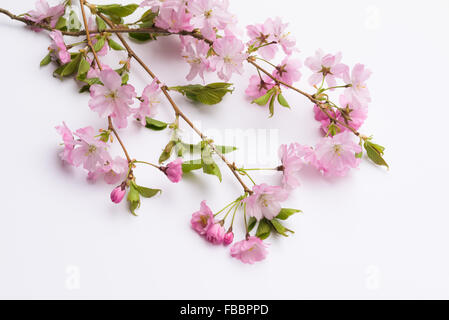 Vue aérienne japonais Prunus serrulata branches rose sur fond blanc Banque D'Images