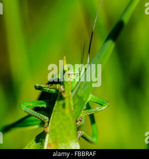 Grasshopper se reflète d'une longue herbe verte Banque D'Images