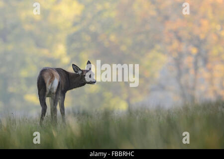 Red Deer femelle ( Cervus elaphus ) sur une clairière dans l'herbe haute, entourée d'arbres aux couleurs de l'automne, revient sur son épaule Banque D'Images