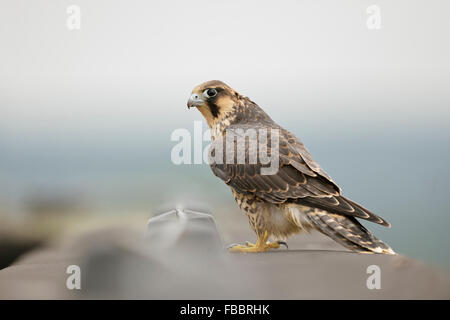 Jeune Faucon pèlerin ( Falco peregrinus ) est situé en périphérie d'un toit au-dessus d'un bâtiment industriel, de la faune, de l'Allemagne. Banque D'Images