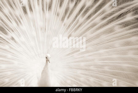 Peacock blanc plumage magnifique affichage Banque D'Images