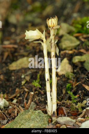 Nid d'oiseau jaune - hypopitys Monotropa Fleurs Plantes bois hêtre saprophytes & Seed Banque D'Images