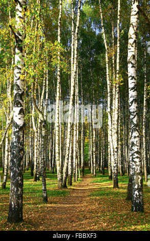 Chemin dans la forêt de bouleaux de soleil d'automne Banque D'Images