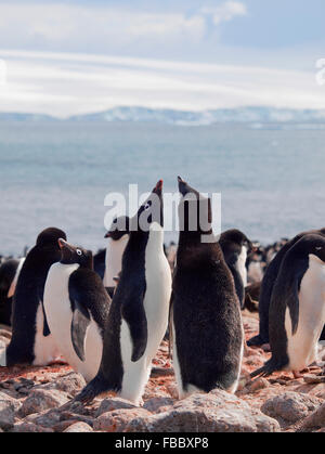 Colonie de manchots Adélie Péninsule Antarctique Banque D'Images