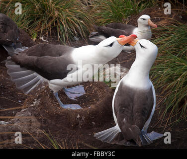 Merle noir courtiser, Îles Falkland Banque D'Images