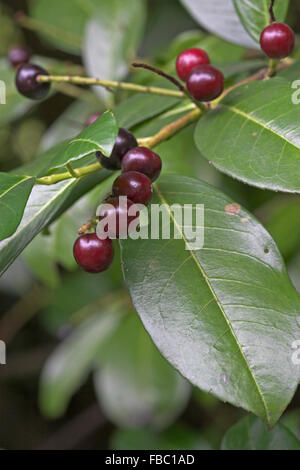 Cherry Laurel, fruits, Lorbeerkirsche Kirsch-Lorbeer Kirschlorbeer,,, Lorbeer-Kirsche, Früchte, Prunus laurocerasus Banque D'Images