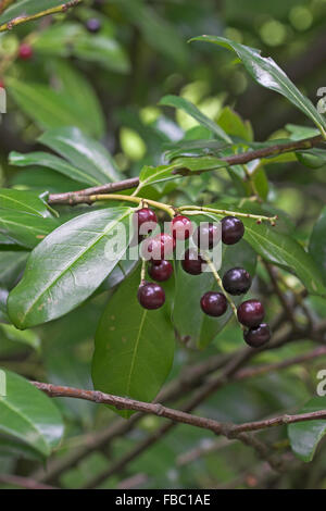 Cherry Laurel, fruits, Lorbeerkirsche Kirsch-Lorbeer Kirschlorbeer,,, Lorbeer-Kirsche, Früchte, Prunus laurocerasus Banque D'Images