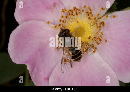 Drone moindre fly hoverfly, kleine, Bienen-Schwebfliege Bienenschwebfliege, kleine, Eristalis arbustorum, Blütenbesuch Banque D'Images