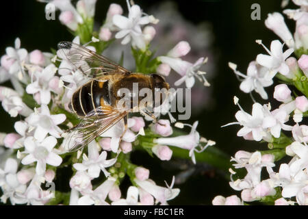 Drone moindre fly hoverfly, kleine, Bienen-Schwebfliege Bienenschwebfliege, kleine, Eristalis arbustorum, Blütenbesuch Banque D'Images