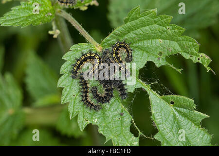 Petite écaille, Caterpillar, Kleiner Fuchs, Raupen, Raupe frisst un Brennnessel Blatt, Aglais urticae, Nymphalis urticae Banque D'Images