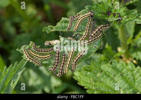 Petite écaille, Caterpillar, Kleiner Fuchs, Raupen, Raupe frisst un Brennnessel Blatt, Aglais urticae, Nymphalis urticae Banque D'Images