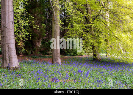 Bluebells à arboretum Perrow Thorp Banque D'Images