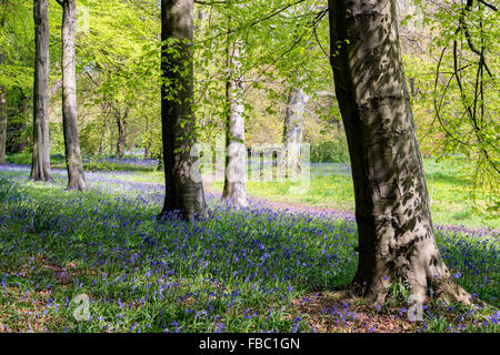 Bluebells à arboretum Perrow Thorp Banque D'Images