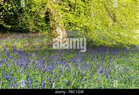 Bluebells à arboretum Perrow Thorp Banque D'Images