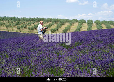 Photographe à prendre des photos par le Plateau de Valensole en Provence Banque D'Images