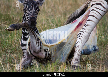 New Born Zebra Foal de la naissance de luttes Membrane Banque D'Images