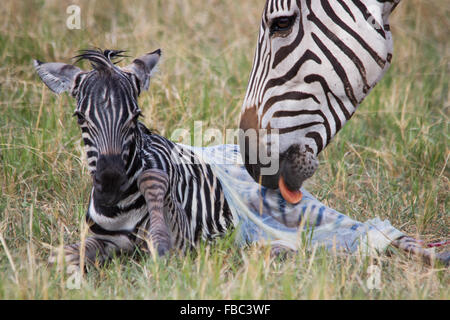 Mère lécher Nettoyer nouveau né Zebra Foal Banque D'Images