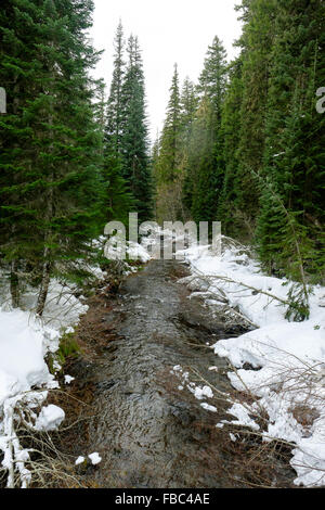 Scène d'hiver de Salt Creek, près de la célèbre cascade de Salt Creek Falls sur Willamette Pass. Banque D'Images