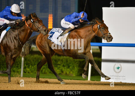 Dubaï, Émirats arabes unis. 14Th jan 2016. James Doyle, équitation, course prometteuse gagne les EAU 2000 Guinées Trial parrainé par DP World ÉMIRATS ARABES UNIS à l'hippodrome de Meydan. William Buick sur Roleau a fait un doublé pour la Godolphin première victoire à la course de Dubaï 2016 Carnival Crédit : Feroz Khan/Alamy Live News Banque D'Images