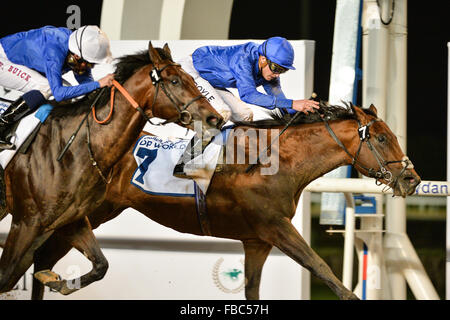 Dubaï, Émirats arabes unis. 14Th jan 2016. James Doyle, équitation, course prometteuse gagne les EAU 2000 Guinées Trial parrainé par DP World ÉMIRATS ARABES UNIS à l'hippodrome de Meydan. William Buick sur Roleau a fait un doublé pour la Godolphin première victoire à la course de Dubaï 2016 Carnival Crédit : Feroz Khan/Alamy Live News Banque D'Images