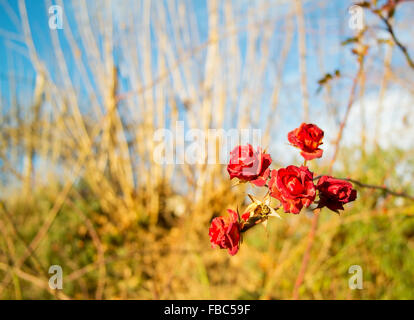 Nature fond à la rose à l'avant Banque D'Images
